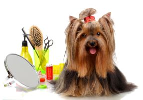 Finally a shop that gets what dog owners need.
