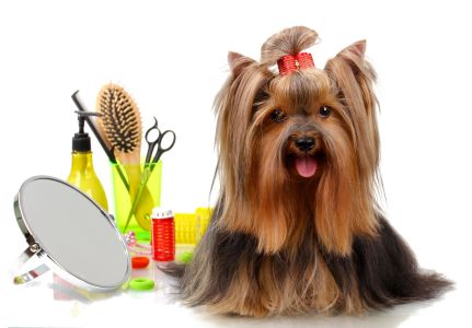 Finally a shop that gets what dog owners need.