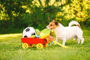Highly recommend for all dog parents!