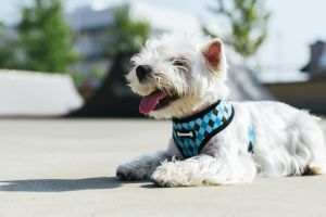Fast delivery and happy tails!
